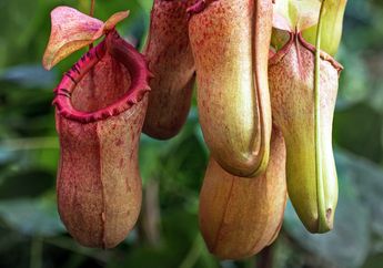 Jawab Soal Bahasa Inggris Kelas XI Chapter 6, Conversation about Endangered Flora - Kantong Semar