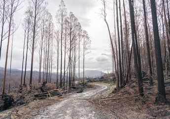 4 Faktor Penyebab Kerusakan Tanah