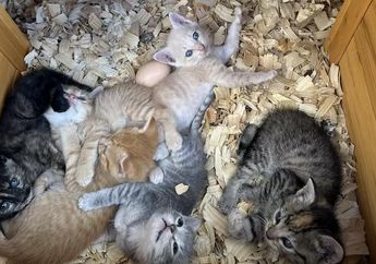 Menggemaskan, Bukannya Telur, Justru Ada Bayi Hewan Lain di Kandang Ayam Ini