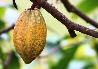 Jadi Bagian dari Festival Lestari V, Apa Itu Investasi Alam?