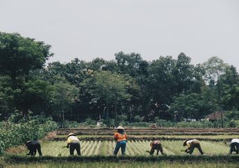 7 Fungsi Air di Bidang Pertanian