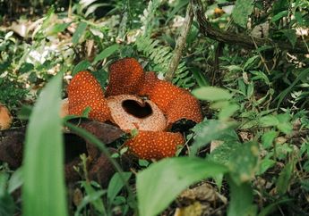 Di Mana Habitat Asli Bunga Rafflesia arnoldii?