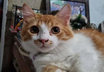 Apa Itu Scabies pada Kucing?