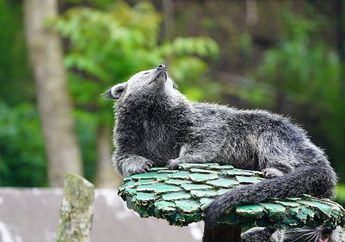 Fakta Unik Binturong, Mamalia Langka yang Miliki Aroma Seperti Popcorn