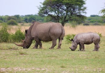 Bentuk Usaha Pelestarian Fauna di Indonesia