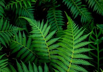 Pengertian Flora Fauna dan Arti Penting bagi Kehidupan, Materi Geografi Kelas XI Kurikulum Merdeka