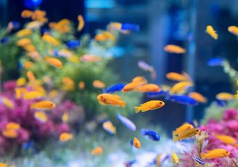 Apakah Ikan Berbicara Satu Sama Lain ?