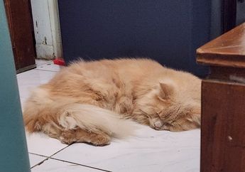 Kenapa Tubuh Kucing Sangat Lentur?