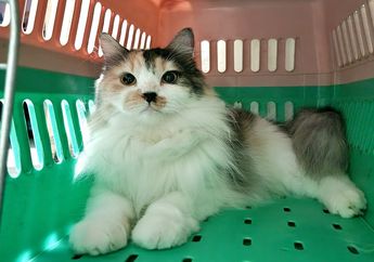 Mengapa Kucing Senang Memijat Pemiliknya?