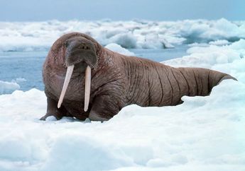 Kenapa Walrus Memiliki Taring?
