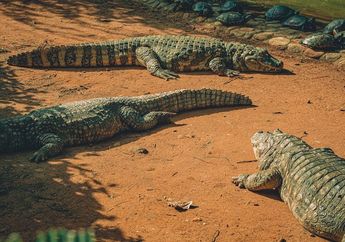 20 Nama Reptil dalam Bahasa Inggris