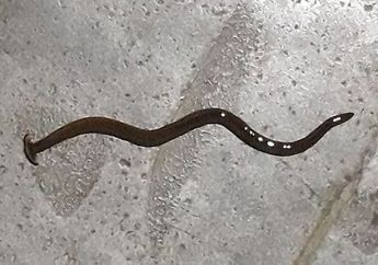 5 Fakta Hammerhead Worm, Cacing yang Berbahaya bagi Alam