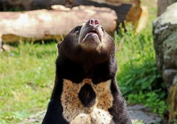 Mengapa Beruang Madu Dijuluki sebagai Beruang Anjing?