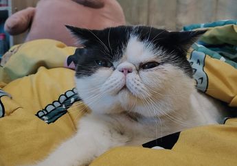 Apa Penyebab Munculnya Jamur pada Kucing?