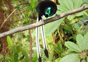 5 Fakta Unik Burung Ribbon Tailed Astrapia yang Banyak Ditemukan di Papua