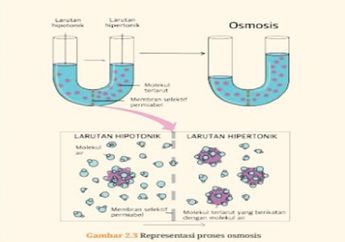 Jawab Soal Aktivitas 2.6 Representasi Proses Osmosis, Materi Biologi Kelas XI Kurikulum Merdeka