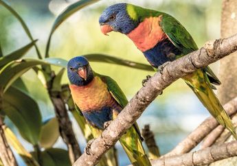 Ciri-Ciri Fauna Australis serta Jenisnya, Materi Geografi Kelas XI Kurikulum Merdeka