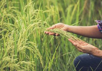 8 Contoh Makanan Sumber Karbohidrat