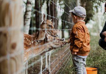 7 Cara Menjaga Kepedulian terhadap Hewan Kebun Binatang
