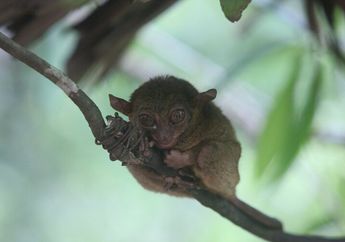 Kenapa Tarsius Berburu pada Malam Hari?