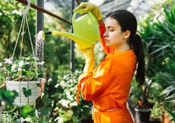 Punya Banyak Tanaman? Baca Dulu 5 Tips Menyiram Tanaman yang Baik