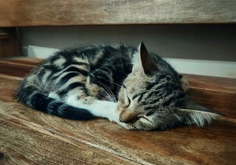 Benarkah Kucing Tidak Boleh Makan Cokelat?