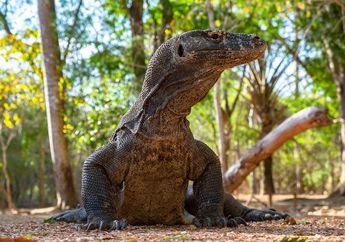 3 Garis Khayal yang Membedakan Flora dan Fauna Indonesia, Materi Geografi Kelas XI Kurikulum Merdeka