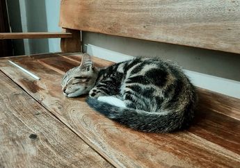 Mengapa Kucing Senang Memperlihatkan Bagian Ekor kepada Pemiliknya?