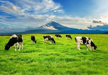 Benarkah Kentut Sapi Menyebabkan Pemanasan Global?