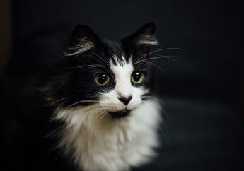 Berapa Lama Kucing Mengandung?