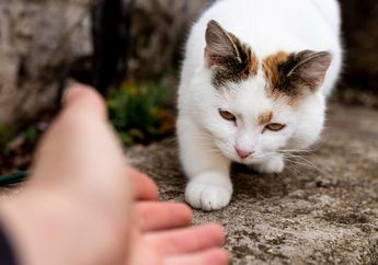 10 Cara Ngundang Kewan atau Memanggil Hewan dalam Bahasa Jawa