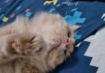Mengapa Kucing Tidak Senang Disentuh Telapak Kakinya?