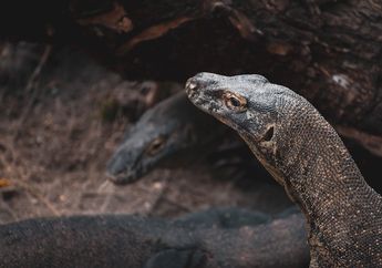 Apa Itu Flora dan Fauna Endemik? Materi Geografi Kelas XI Kurikulum Merdeka