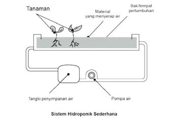Jawab Soal Uji Kompetensi tentang Proses Pengaturan pada Tumbuhan, Materi Biologi Kelas XI Kurikulum Merdeka