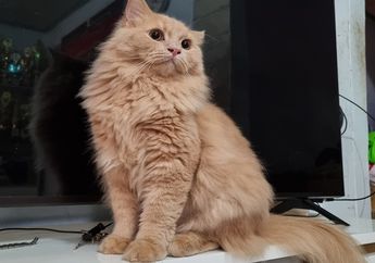 Mengapa Kucing Mengeong Tiba-Tiba?