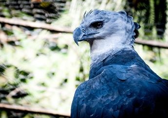Bukan Hanya Elang, Ini 6 Jenis Burung Paling Agresif di Dunia