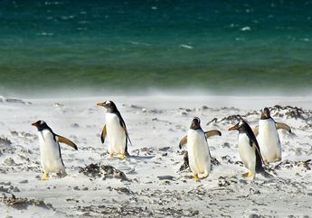Bagaimana Penguin Bisa Bertahan Hidup di Suhu Dingin yang Ekstrem?