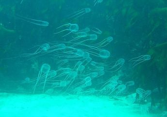 6 Fakta Ubur-Ubur Kotak, Salah Satu Hewan Paling Berbisa di Laut