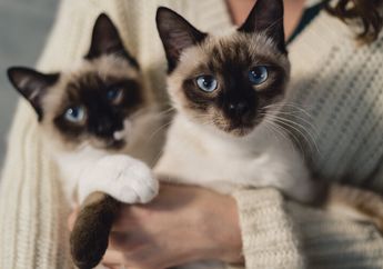 Suka Kucing? Ini 10 Jenis Kucing yang Cocok Dijadikan Peliharaan