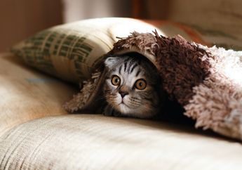 Mengapa Kucing Bisa Masuk ke Lubang Kecil?