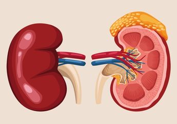 Tahap Pembentukan Urine di Ginjal, Materi Biologi Kelas XI Kurikulum Merdeka