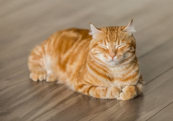 7 Tips Cara Mengatasi Kucing yang Kegemukan