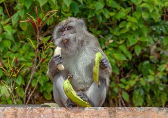 Termasuk Kelompok Primata, Apa Perbedaan antara Monyet dan Kera?