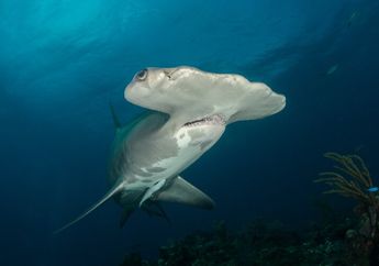 5 Jenis Ikan dengan Kemampuan Menghasilkan Listrik