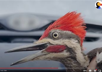 Terjebak di Tempat Tidak Terduga, Burung Woodpecker Ini Berhasil Diselamatkan