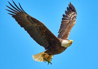 Dikenal sebagai Hewan Tangguh, Inilah Keunikan Burung Elang Botak