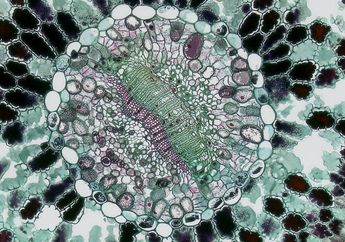 4 Tahapan Pembelahan Mitosis, Materi Biologi Kelas XII Kurikulum Merdeka