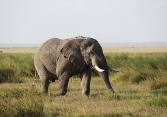 Benarkah Gajah Juga Mendengar Menggunakan Kaki?