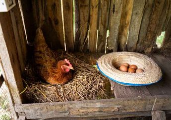 Suka Mendengar Suara Ayam Berkokok? Ini Dia 3 Alasan Ayam Berkokok setelah Bertelur