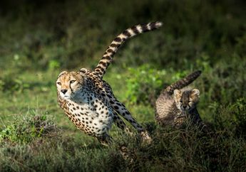 Berapa Kecepatan Lari Seekor Cheetah?